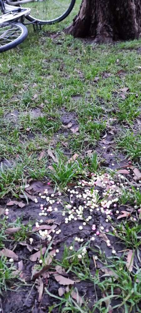 Giftköder-Möglicher Giftköder in der Au-Profilbild