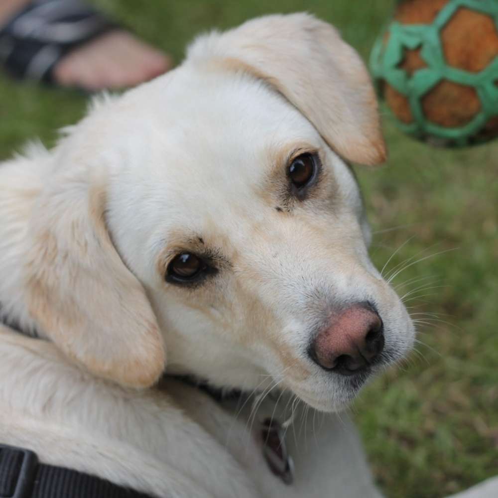 Hundetreffen-Hunde Runde im Umkreis-Profilbild