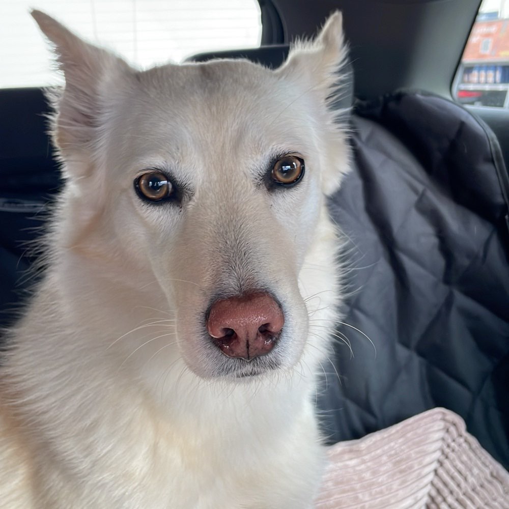 Hundetreffen-Spielrunde-Profilbild