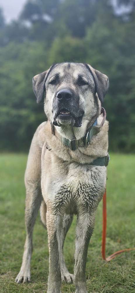 Hundetreffen-Suchen Spielgefährtin für regelmäßige Spaziergänge-Profilbild