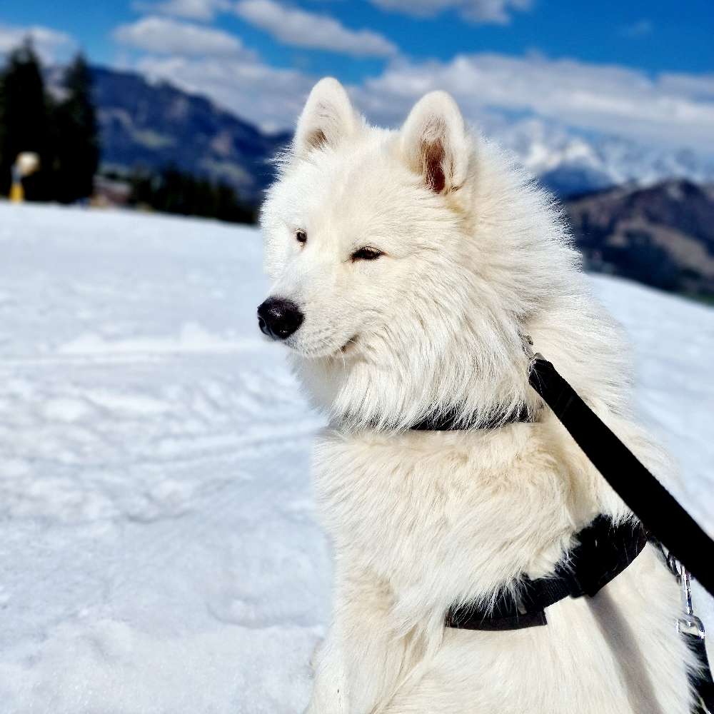 Hundetreffen-Mensch- Hund Team gesucht zum Üben von Hundebegegnungen-Profilbild