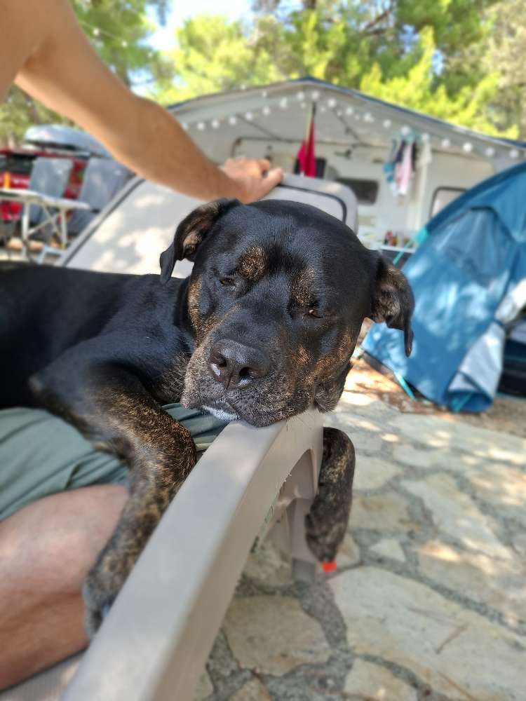 Hundetreffen-Gassirunde-Profilbild