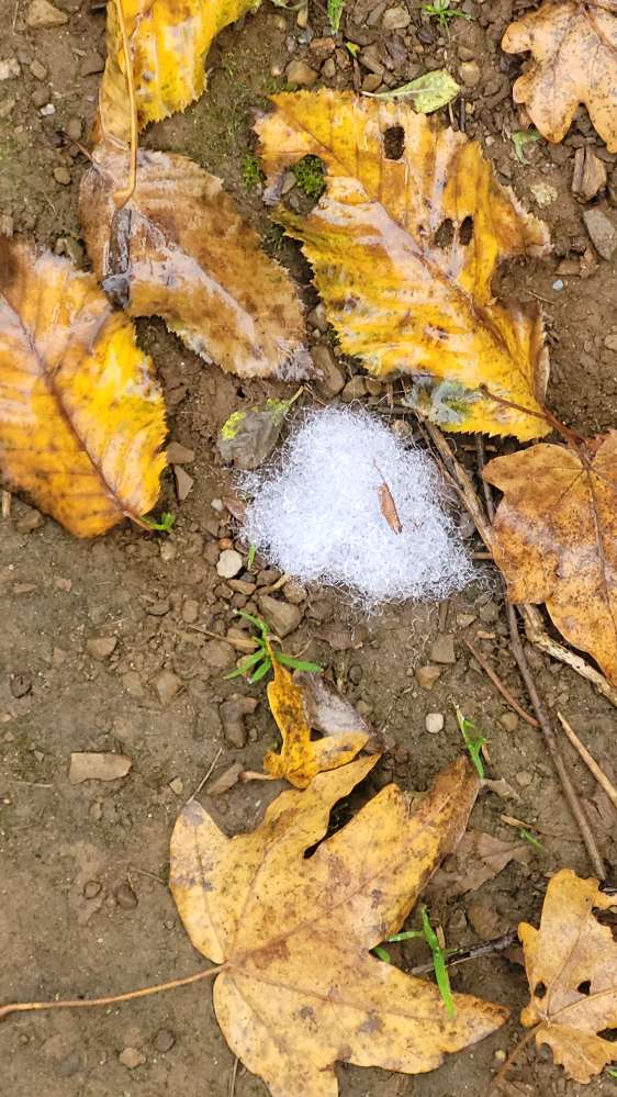 Giftköder-Rattengift-Profilbild