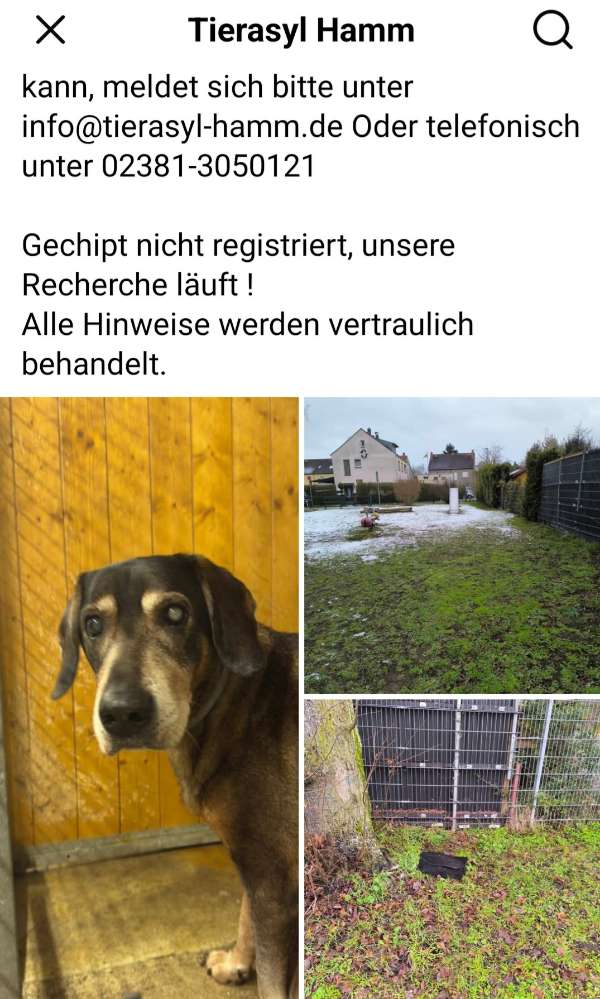 Giftköder-Ausgesetzter Hund-Profilbild