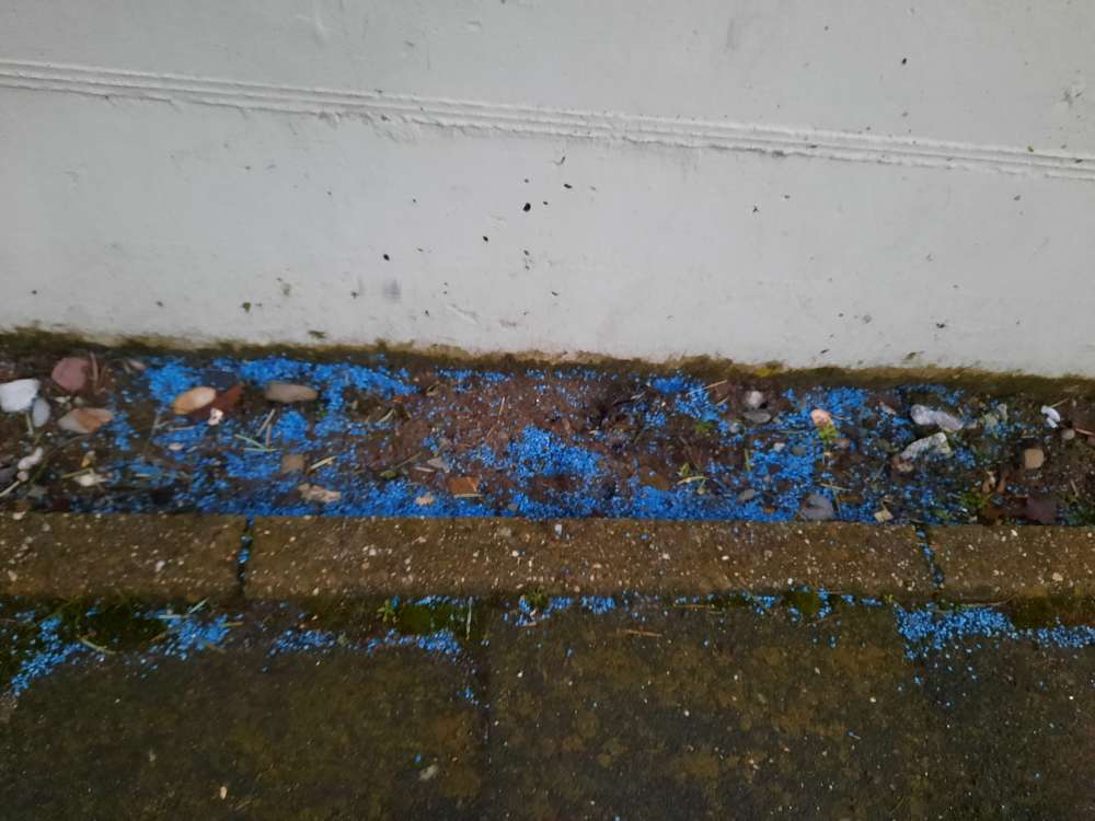 Giftköder-Verdacht auf Blaukorn!-Profilbild