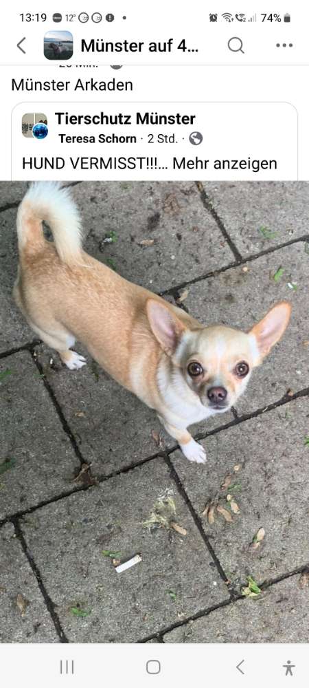 Giftköder-Chihuahua-Hündin geklaut vor dm Münster-Profilbild