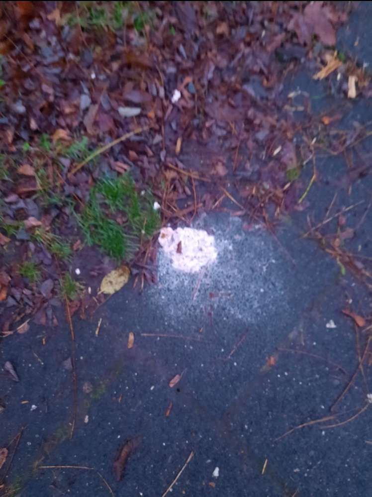 Giftköder-Fleischmasse am Grünstreifen-Profilbild