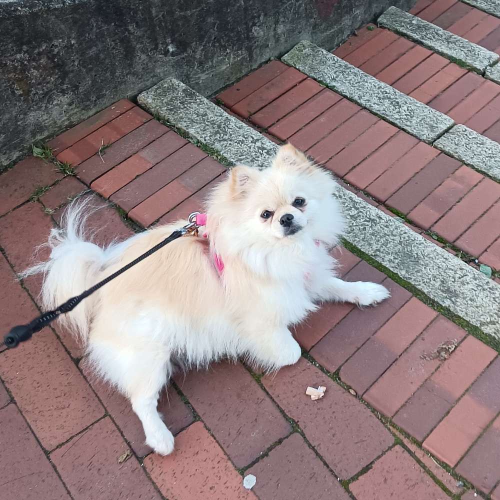 Hundetreffen-Hunde treffen-Profilbild