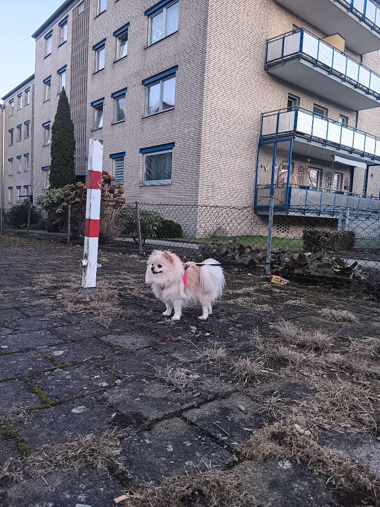 Hundetreffen-Spieletreff/Gassi gehen-Profilbild