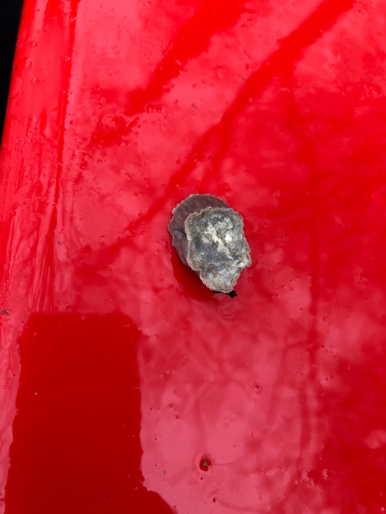 Giftköder-Möglicher Giftköder-Profilbild