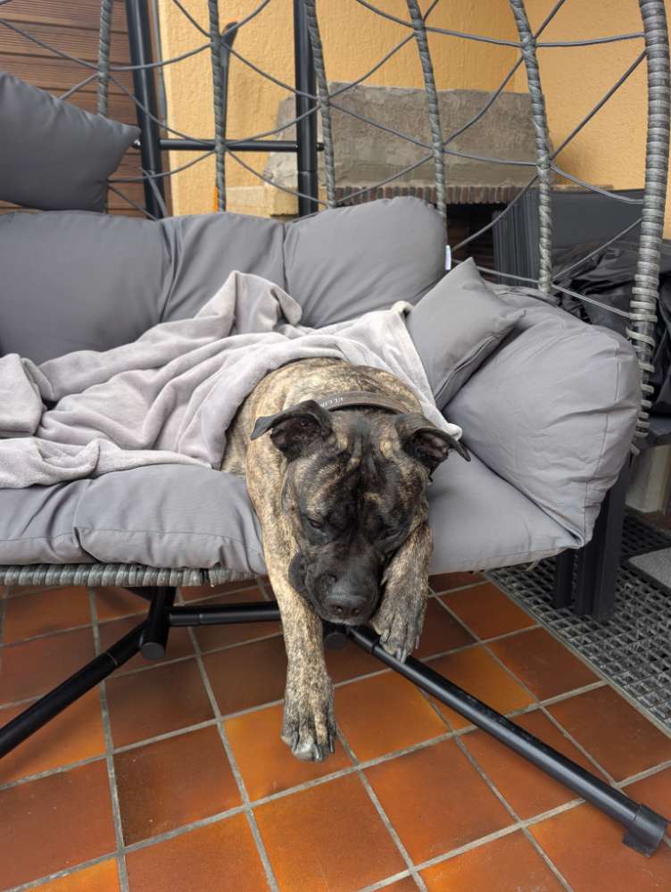 Hundetreffen-Spielfreunde gesucht-Profilbild