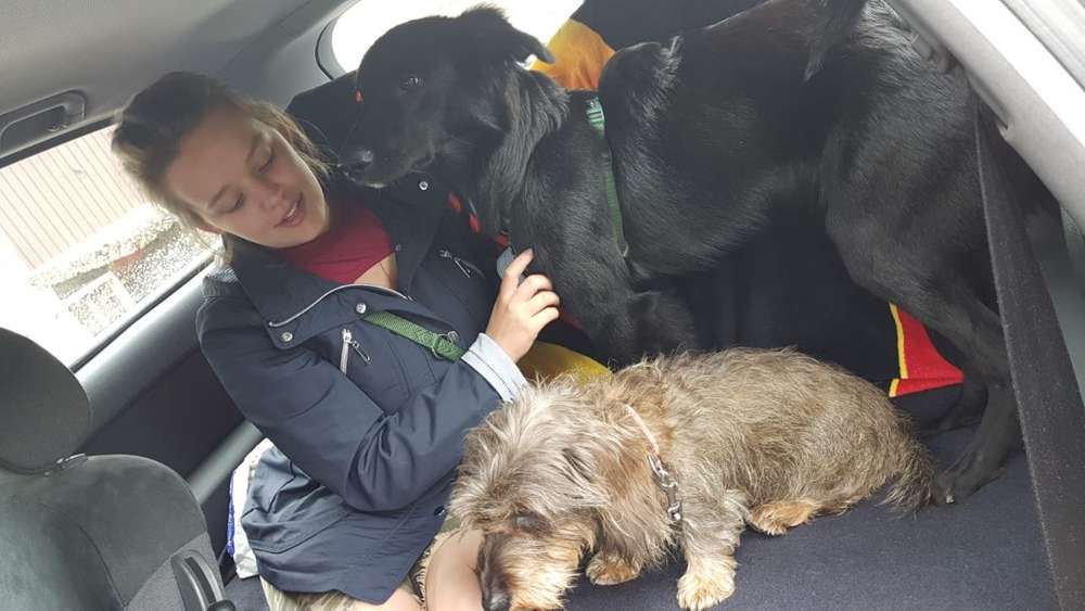 Hundetreffen-Aschaffenburger Hunde Aufgepasst-Profilbild