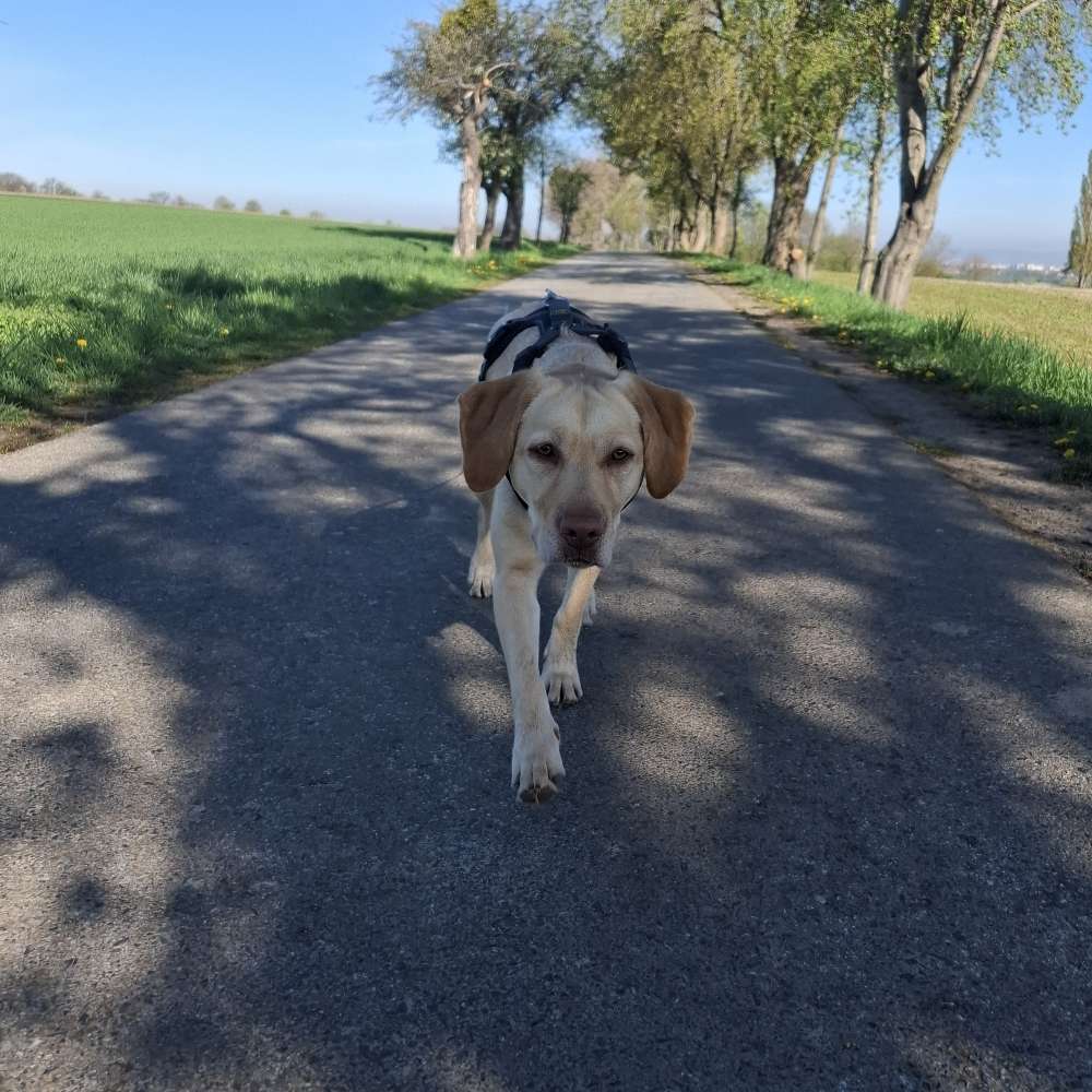 Hundetreffen-Training + Spaziergang, oder ähnliches-Profilbild