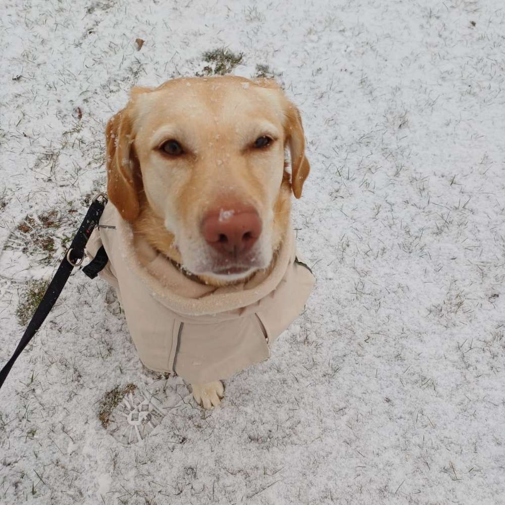 Hundetreffen-Hundekontakte gesucht-Profilbild