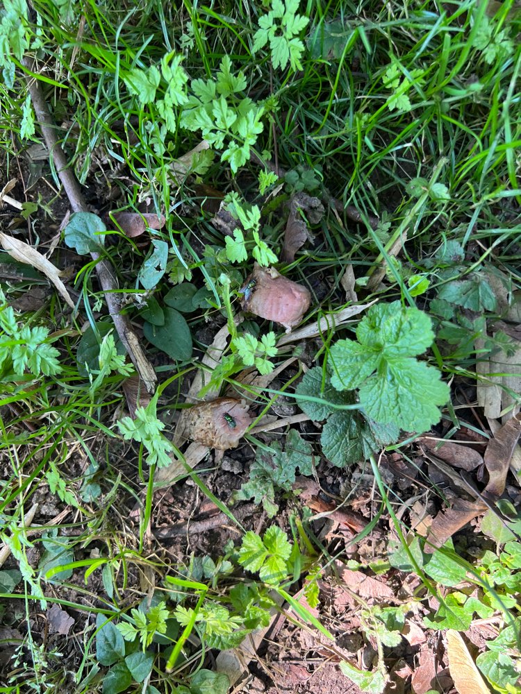 Giftköder-Mögliche Giftköder-Profilbild