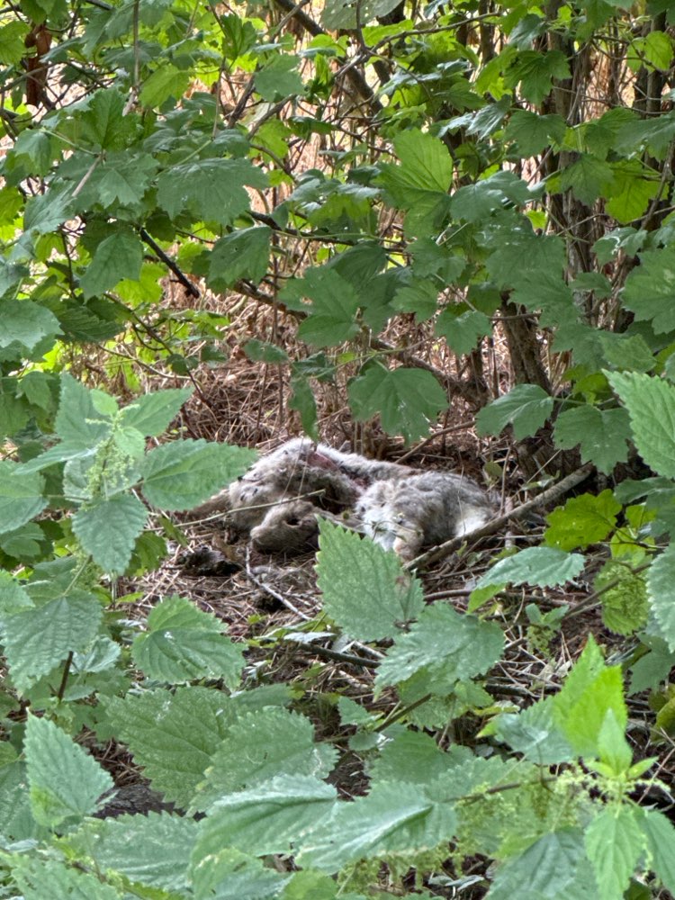 Giftköder-Toter Hase-Profilbild