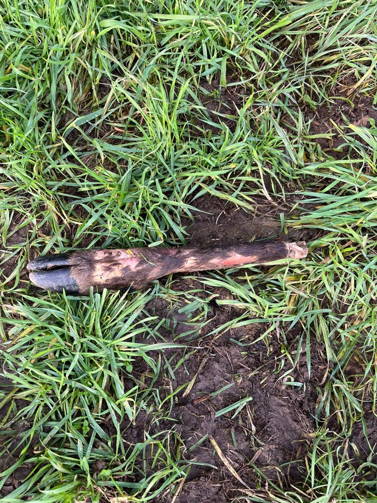 Giftköder-Rehbein am Feldeingang-Profilbild