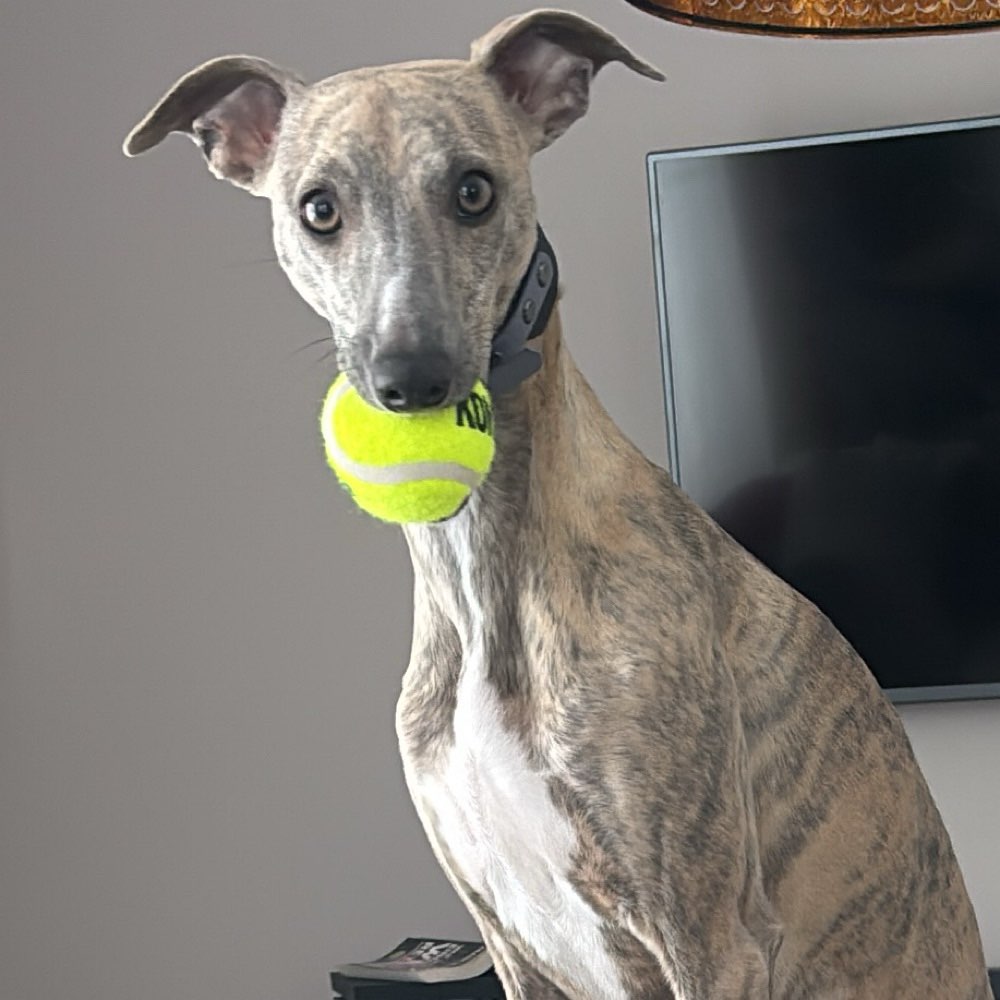 Hundetreffen-Bewegungsfreudige Hunde-Profilbild