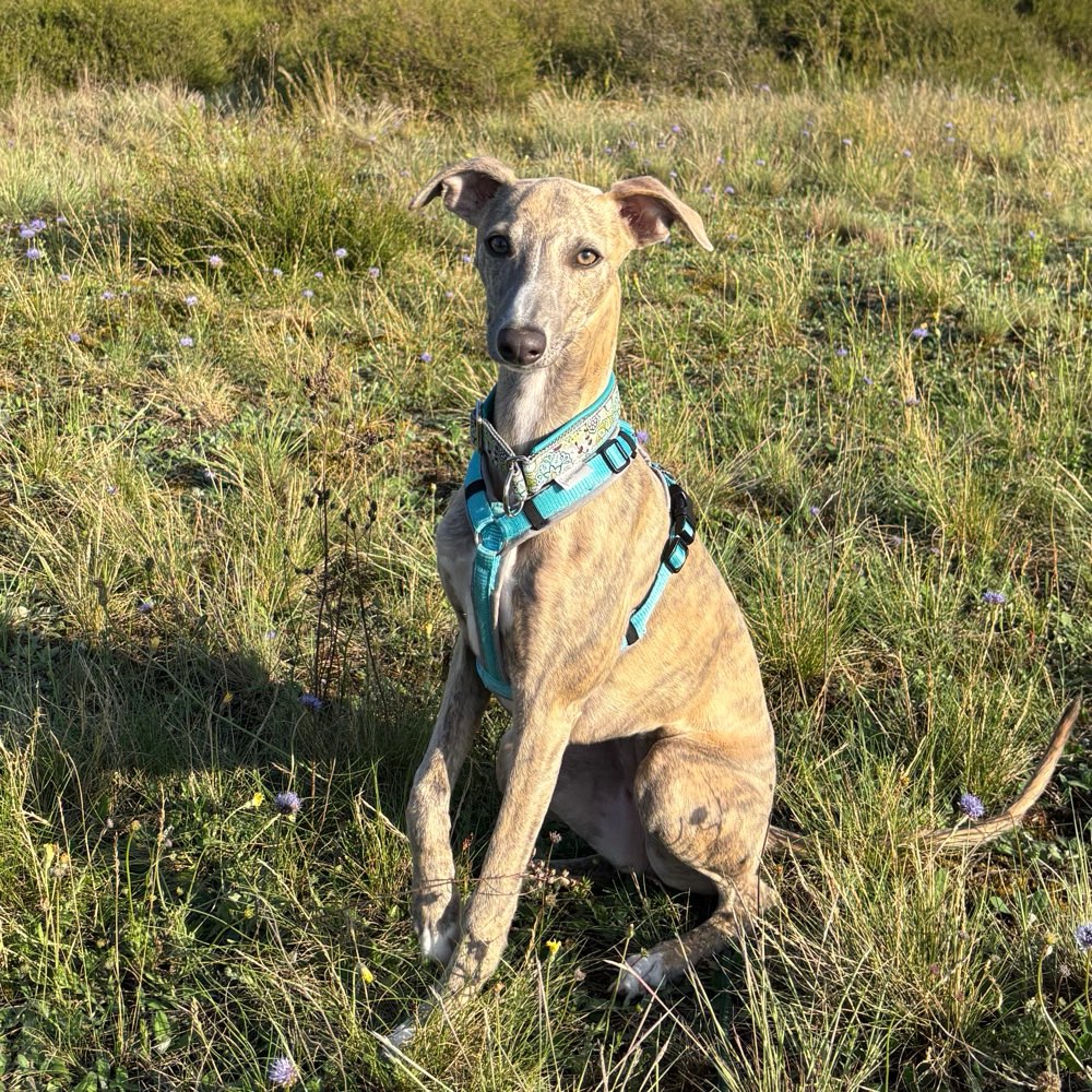 Hundetreffen-Bewegungsfreudige Hunde-Profilbild
