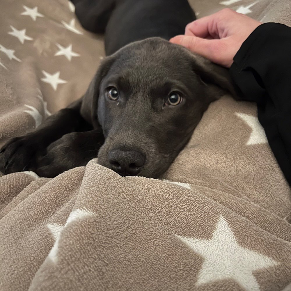 Hundetreffen-Welpentreff für Sozialisierung & Spielen-Profilbild