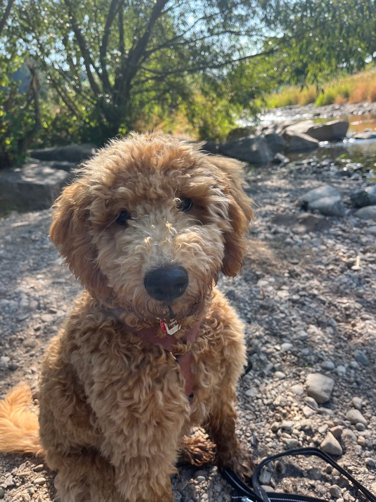 Hundetreffen-Hundekumpel gesucht!-Profilbild