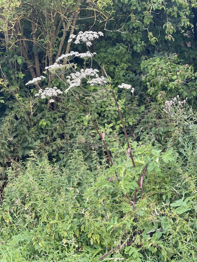 Giftköder-Riesenbärenklau-Profilbild