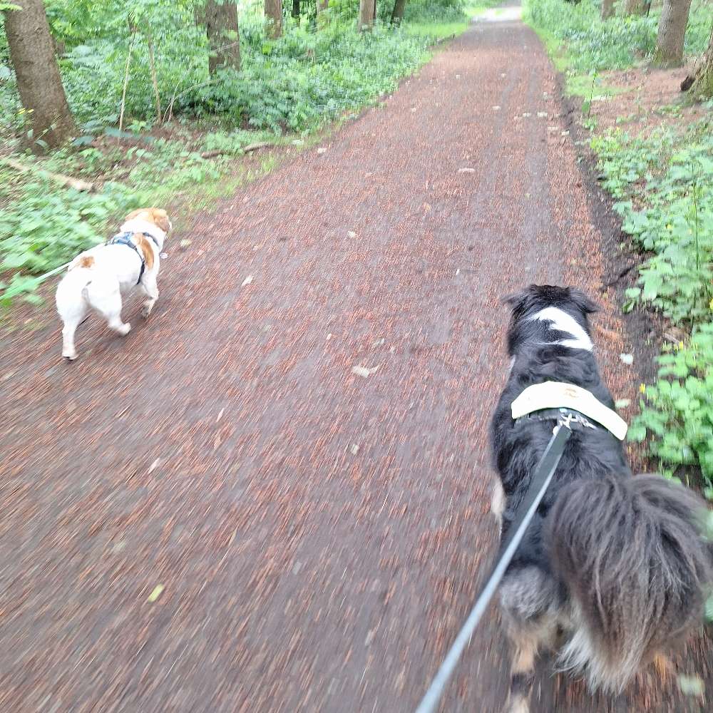 Hundetreffen-Spaziergang mit Leinenpöbler-Profilbild