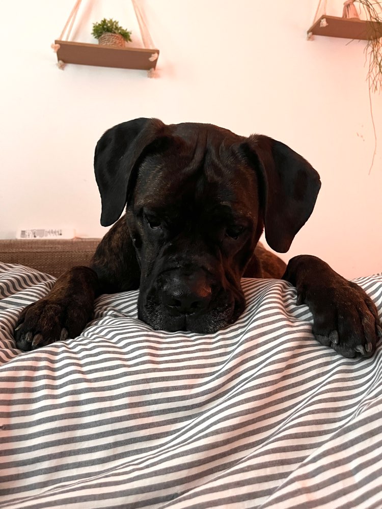 Hundetreffen-Social Walk mit & ohne Kontakt-Profilbild