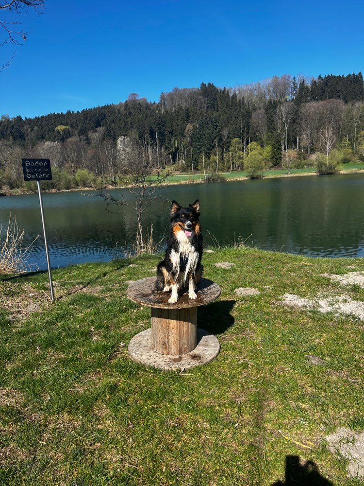 Hundetreffen-Spiel-und Gassirunde-Profilbild