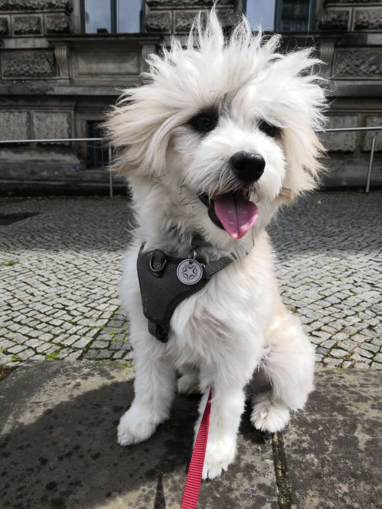 Hundetreffen-Spielgefährten gesucht-Profilbild