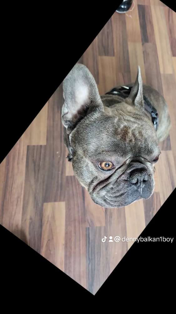 Hundetreffen-FRENCHIE'S-Profilbild