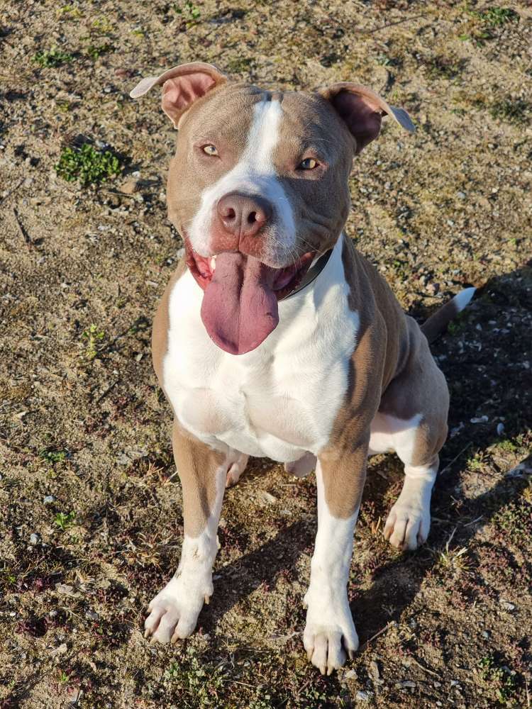 Hundetreffen-Spielgefährtin in Neumünster-Profilbild