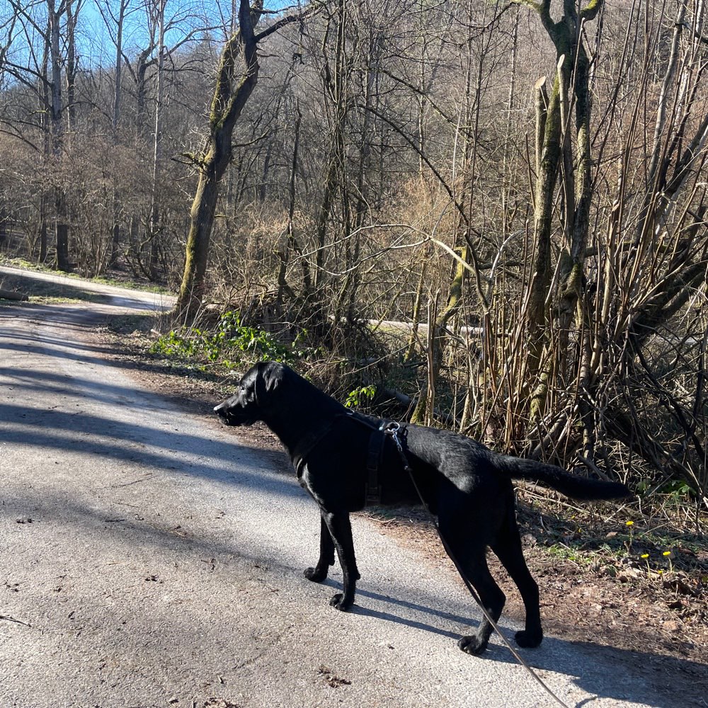 Hundetreffen-Training-Profilbild