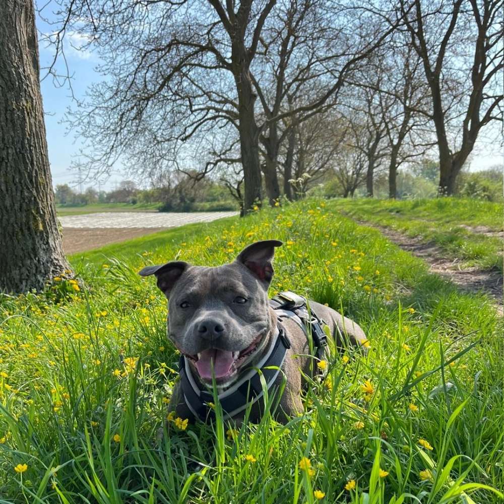 Hundetreffen-Spielfreunde gesucht 🐶⚽️-Profilbild