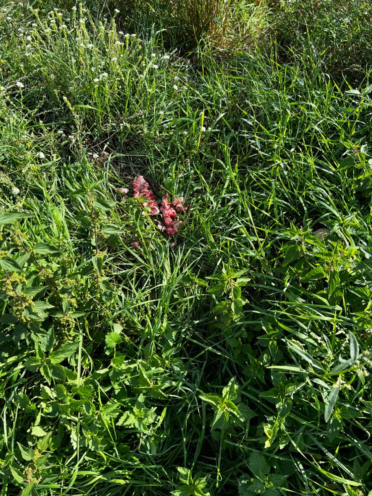 Giftköder-Fleisch- und Wurststücke-Profilbild