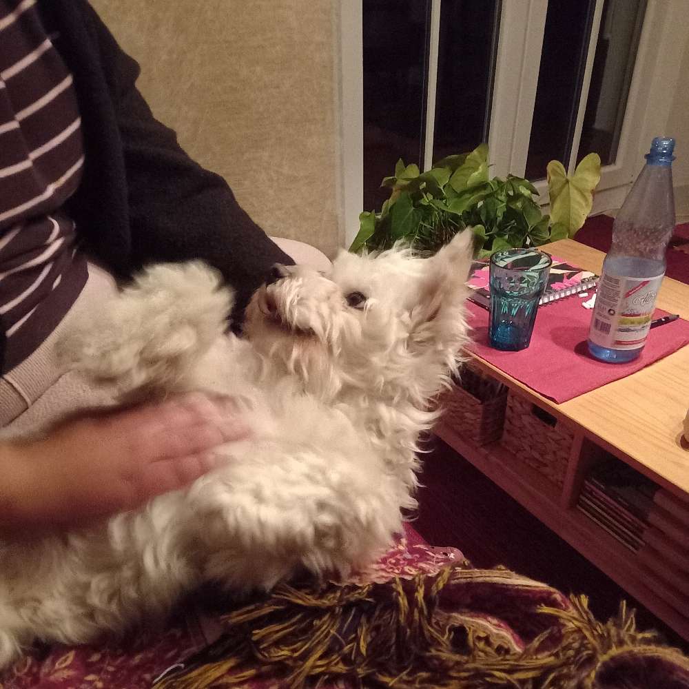 Hundetreffen-Spielgruppe kleinere Hunde-Profilbild