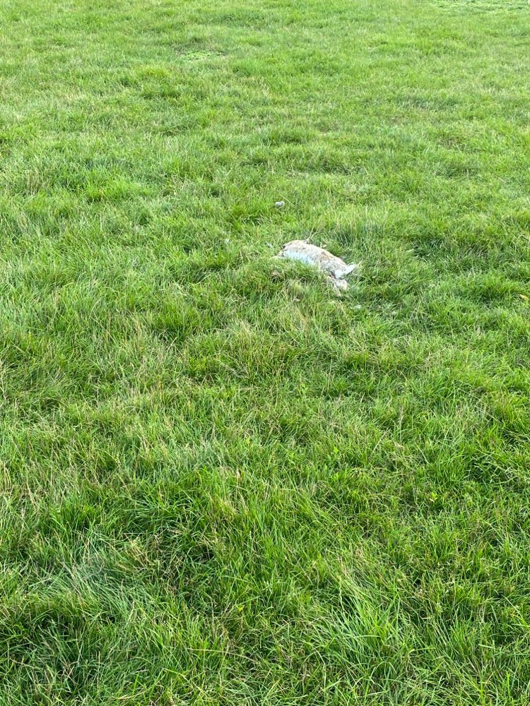 Giftköder-Tierkadaver-Profilbild