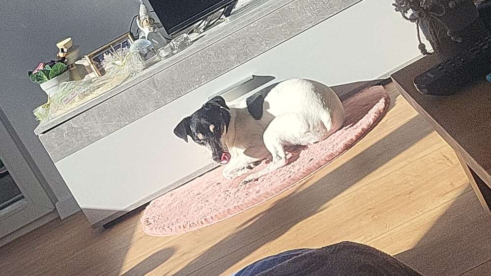 Hundetreffen-Gassirunde-Profilbild