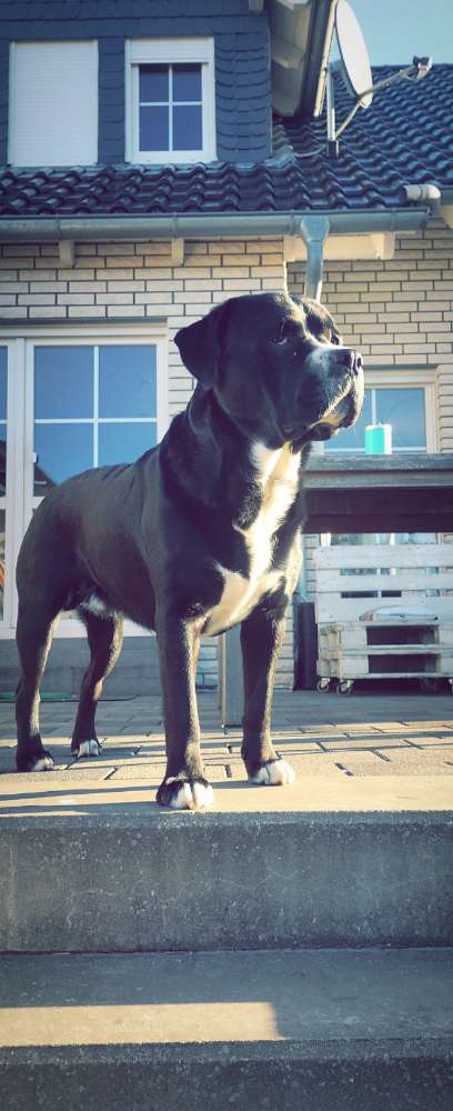 Hundetreffen-Gassirunde-Profilbild