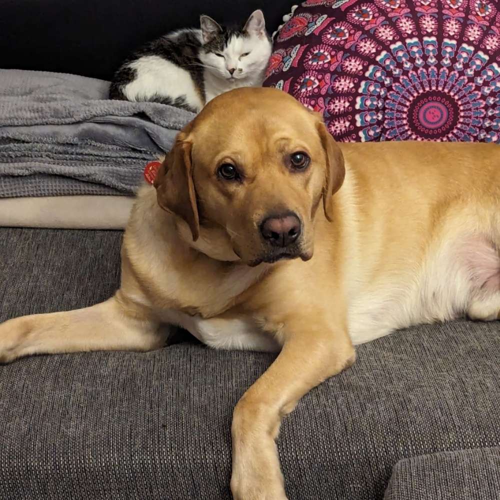 Hundetreffen-Cody sucht erzogene Kontakte, gemeinsames Üben, etc.-Profilbild