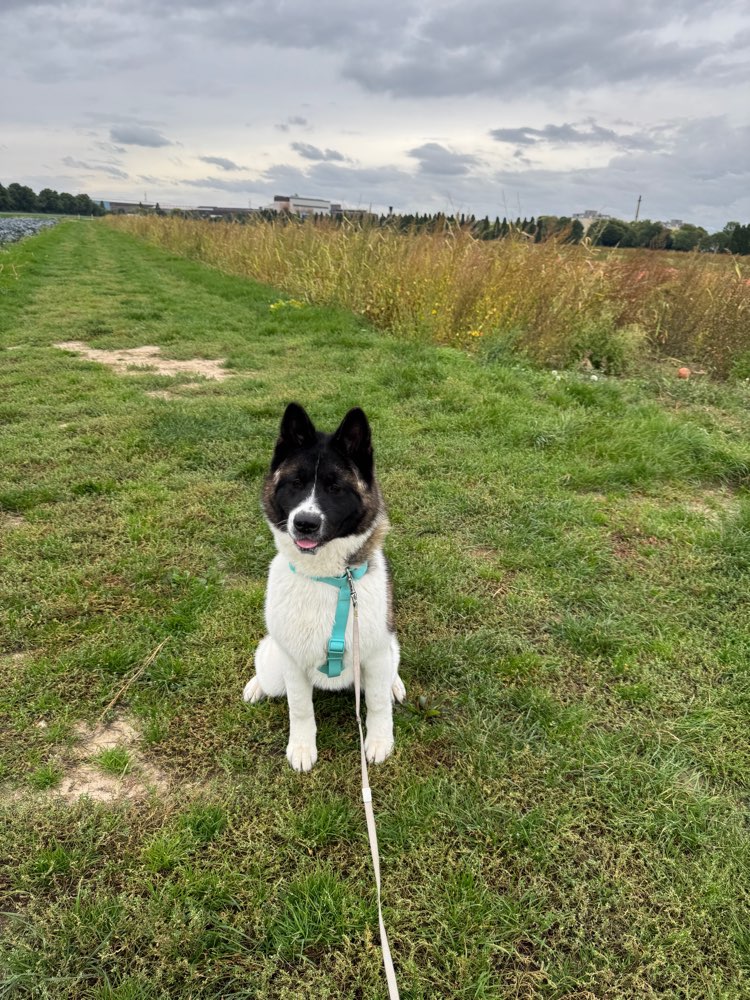 Hundetreffen-Spielrunde / gassi Partner-Profilbild