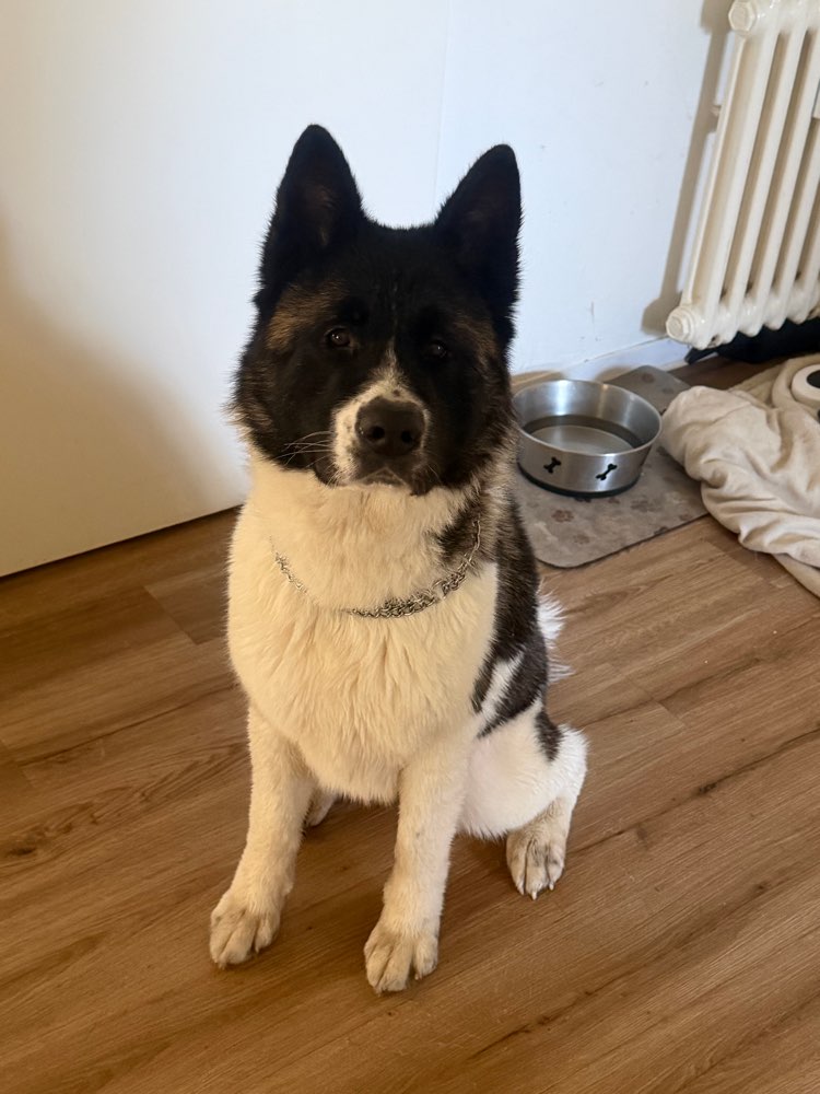 Hundetreffen-Hunde treffen zum spielen-Profilbild