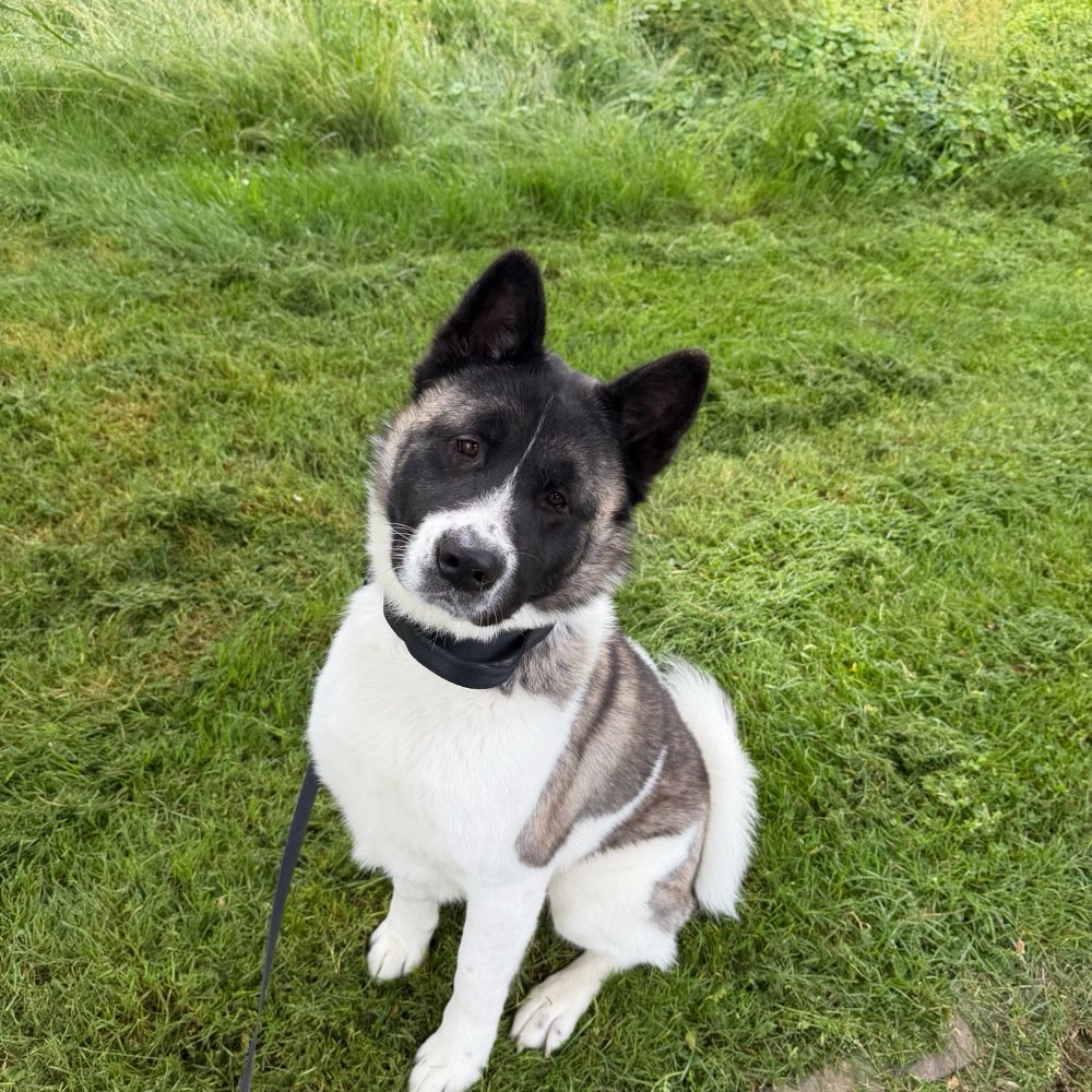 Hundetreffen-Hunde treffen  gesucht-Profilbild