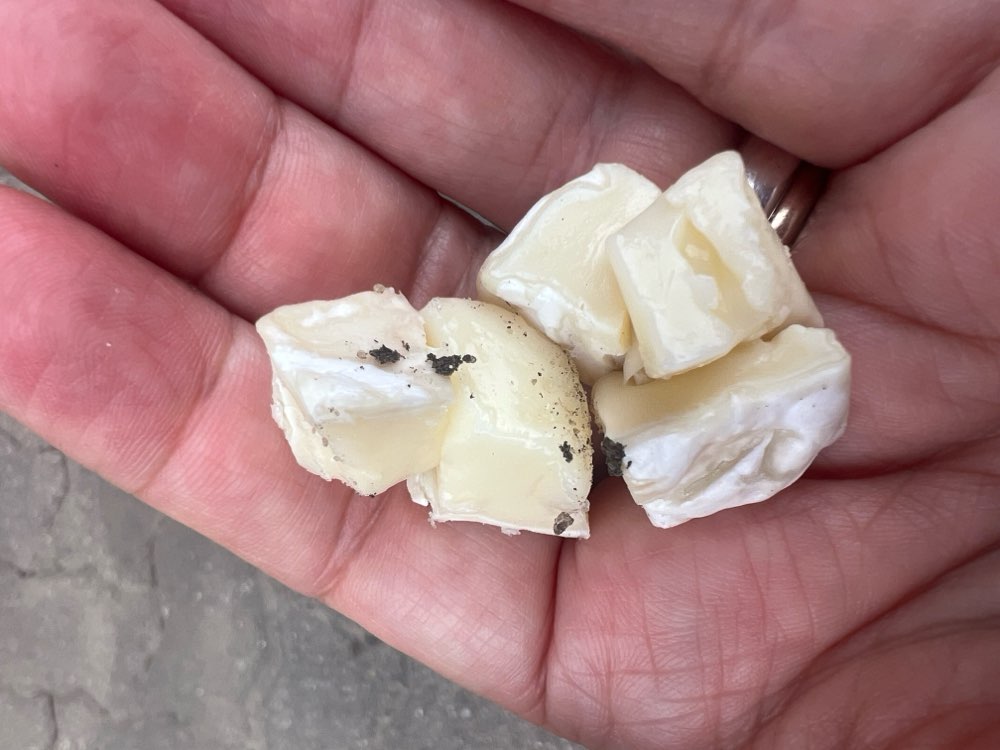 Giftköder-Vermutlich Giftköder: Weichkäse-Würfel-Profilbild