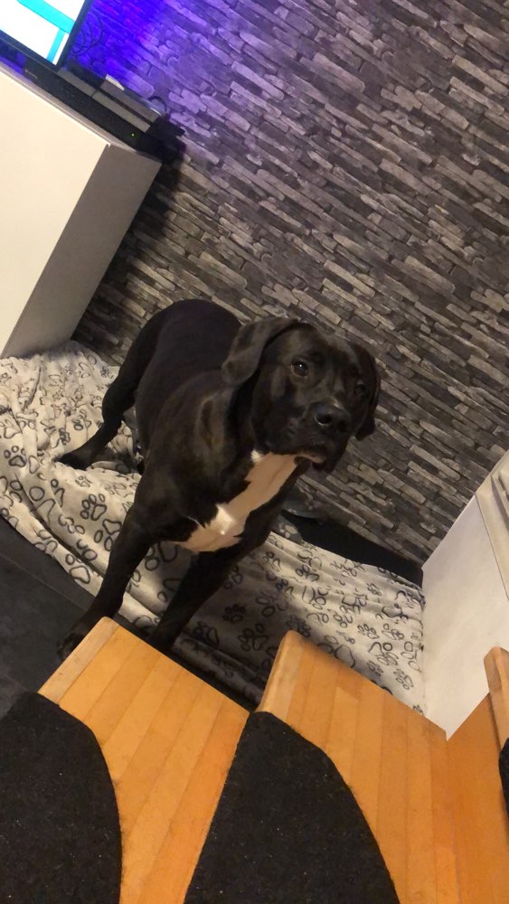 Hundetreffen-Spielpartner Nähe Trabrennbahn-Profilbild