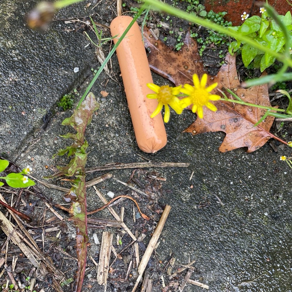 Giftköder-Würstchen-Profilbild