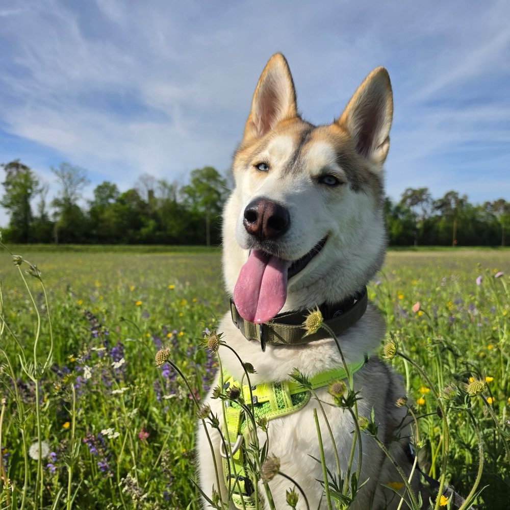 Hundetreffen-Spielen, Spazieren-Profilbild