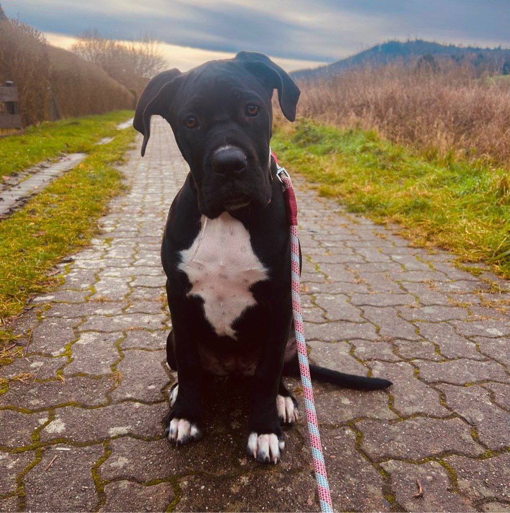 Hundetreffen-Hundetreffen-Profilbild