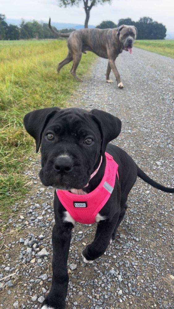 Hundetreffen-Welpentreffen-Profilbild