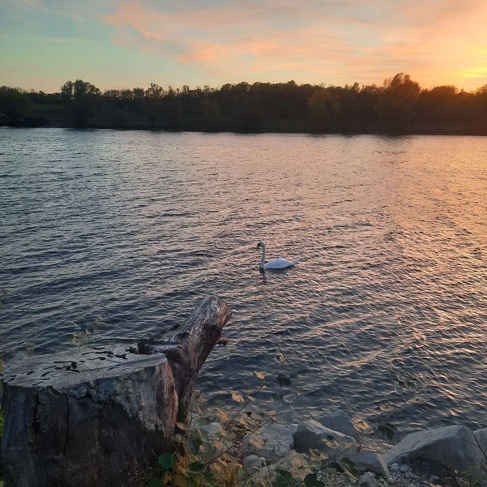 Hundetreffen-Ernie sucht Spielkameraden-Profilbild